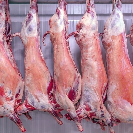 Lamb carcass